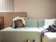 加钱哥啪啪短发少妇沙发爆草上位抽插01