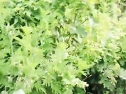 玉米地里的飞来艳遇 蓝天 白云 两位勤劳的农民大哥玩美女 极品大胸 无套啪啪