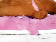 空姐制服黑丝小姐姐开档丝袜道具抽插床上床下自慰呻吟