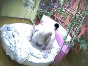 特色情趣酒店鸟笼花房偷拍背心哥和性敏感的相好开房